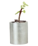 Mini Çiçek Saksı Küçük Sukulent Gümüş Kaktüs Saksısı Düz Yuvarlak Model